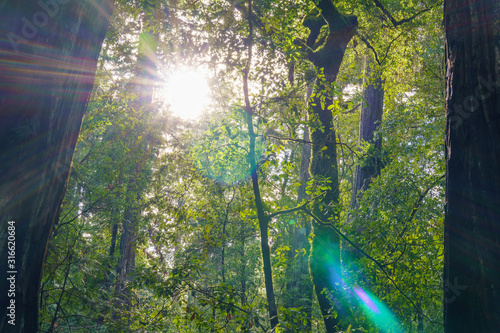 Fototapeta Naklejka Na Ścianę i Meble -  rays of sun in the forest