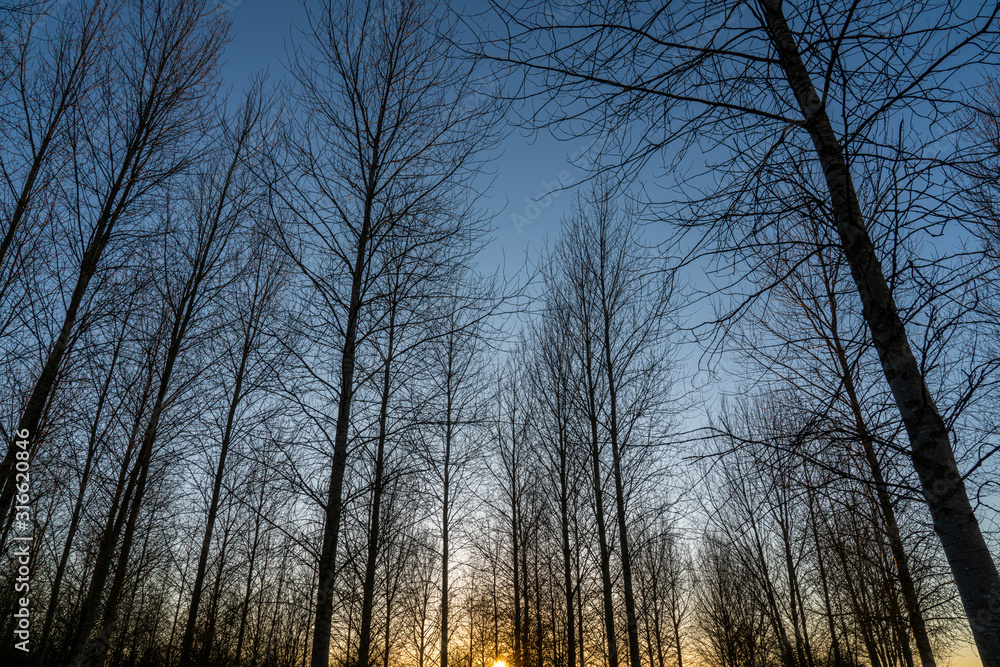 Winter sunset through bare trees in a forest  