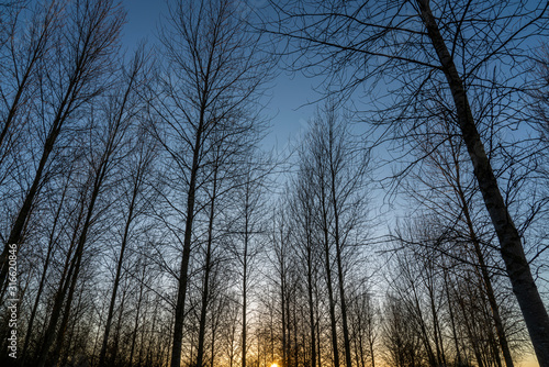 Winter sunset through bare trees in a forest 