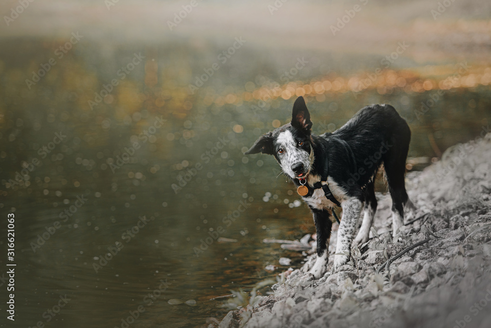 adorable border collie puppy standing by the river