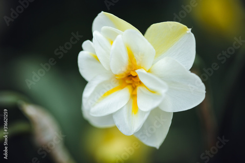 beautiful wallpaper with white daffodil  blurred background.