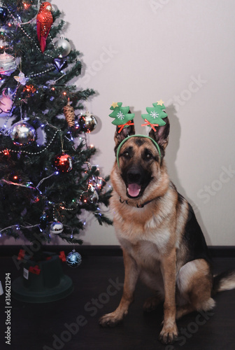 Fototapeta Naklejka Na Ścianę i Meble -  a dog near the Christmas tree