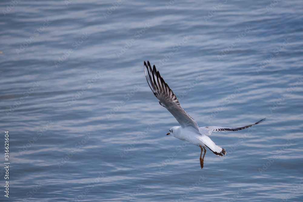 Gull. It's not a sea gull. She lives on the Volga river and probably never saw the sea. Gull. It's not a sea gull. She lives on the Volga river and probably never saw the sea.