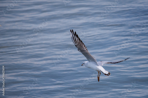 Gull. It s not a sea gull. She lives on the Volga river and probably never saw the sea.