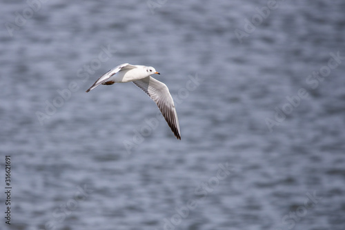 Gull. It's not a sea gull. She lives on the Volga river and probably never saw the sea. © rostovdriver