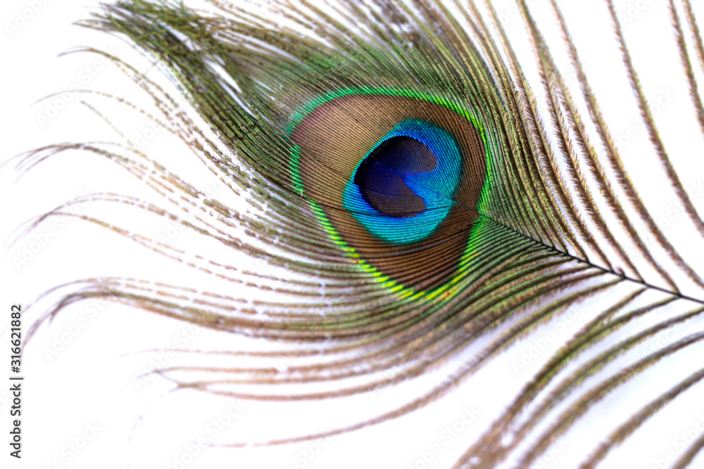 Fototapeta premium Beautiful peacock feather on a white background, feather of a tropical bird, background