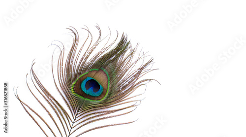Beautiful peacock feather on a white background, feather of a tropical bird, background