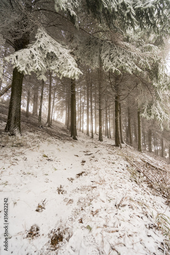 First snow of the year in carpegna photo