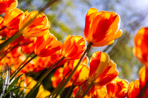 holenderski-krajobraz-przedstawiajacy-kwiaty-tulipana
