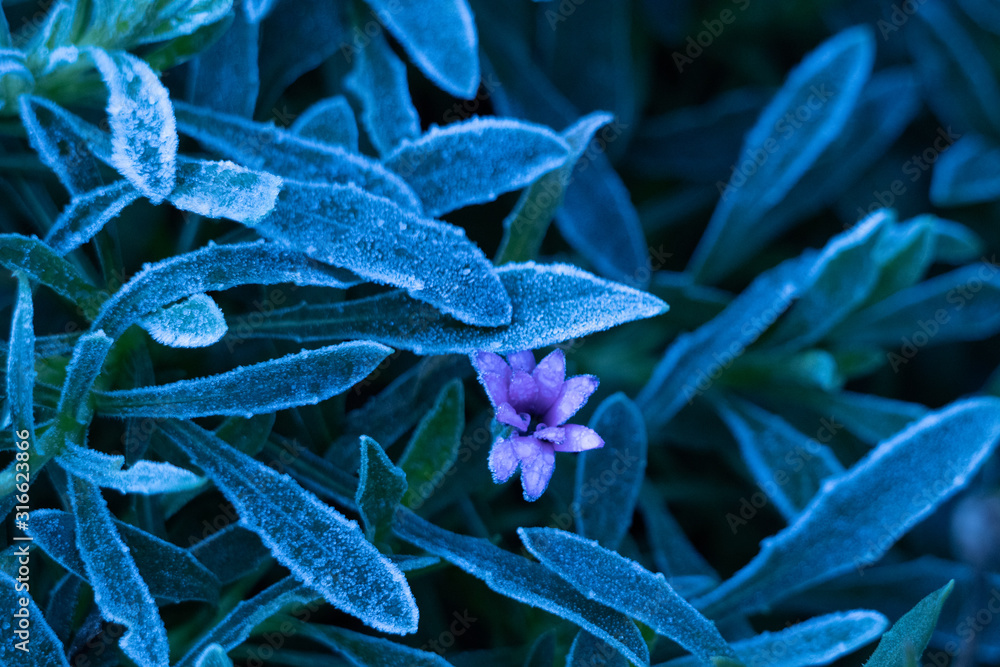frosty plants frosty plants