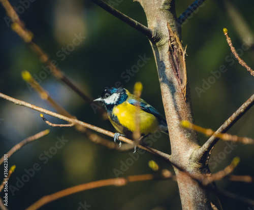 great blue tit