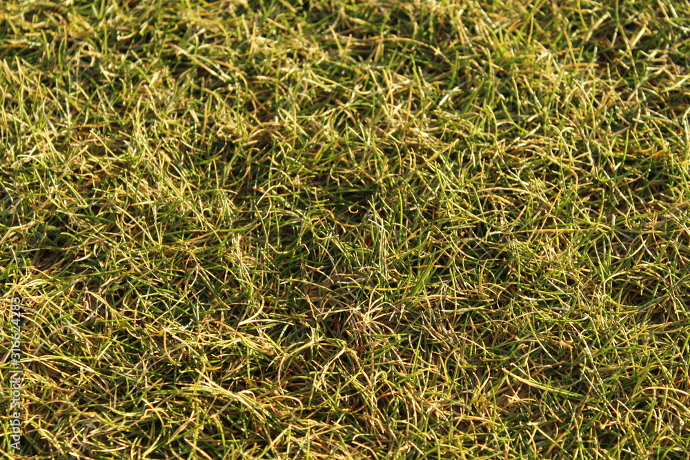 Flat grass Flat grass