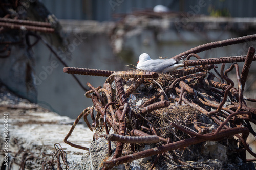 Endangered black billed gulls nesting in an abandoned building's foundations damaged in the earthquake, Christchurch, New Zealand photo