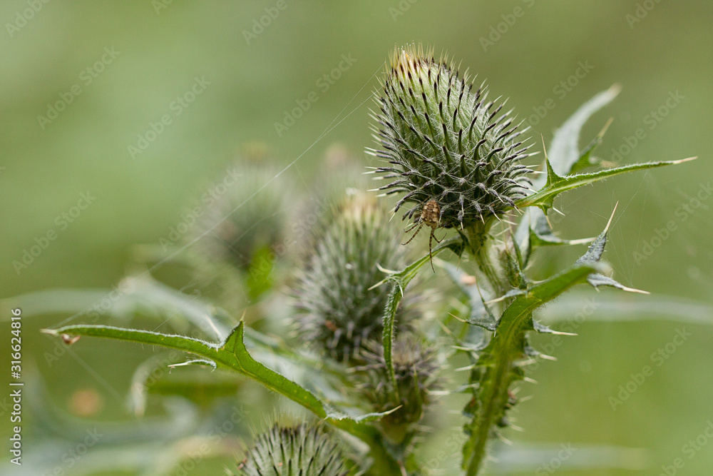 little spider sits on a thistle bud growing in a summer field little spider sits on a thistle bud growing in a summer field