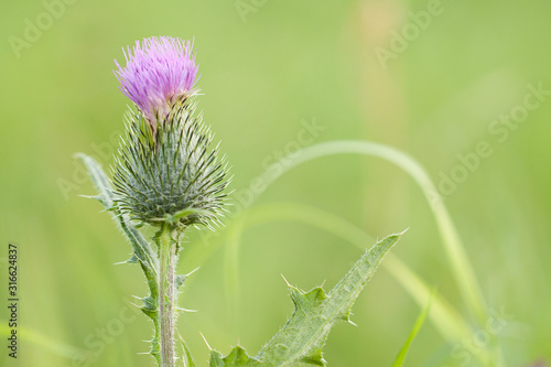 funny wonderful flower of a wild thistle © guppys