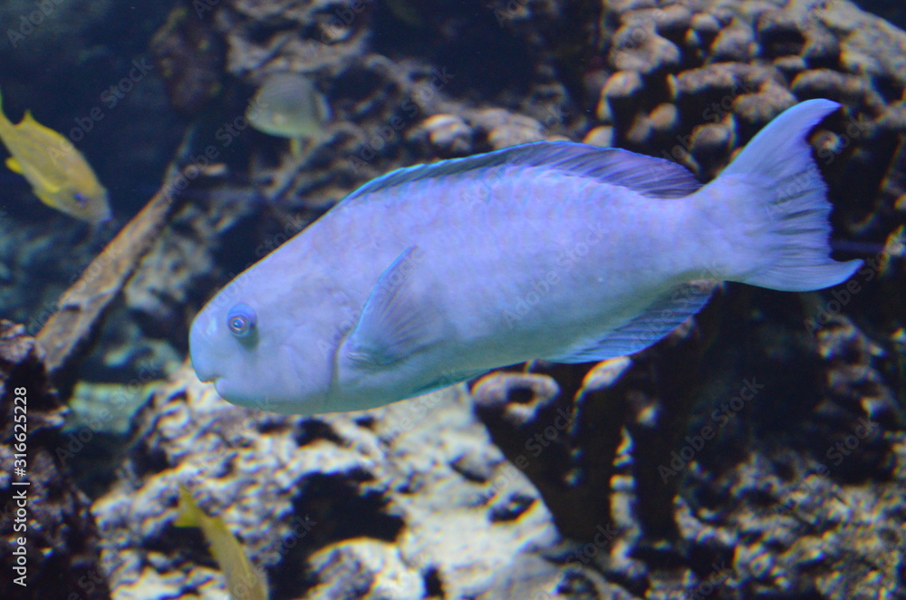 Tropical fish in aquarium, Berlin Tropical fish in aquarium, Berlin