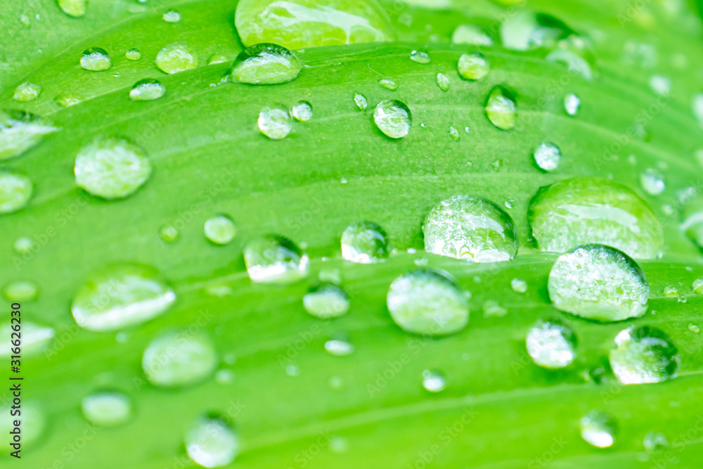 Green spring leaves with water drops close up, green foliage background Green spring leaves with water drops close up, green foliage background