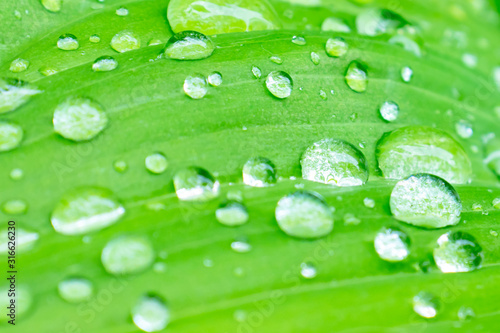 Green spring leaves with water drops close up, green foliage background