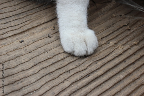 cat's paw