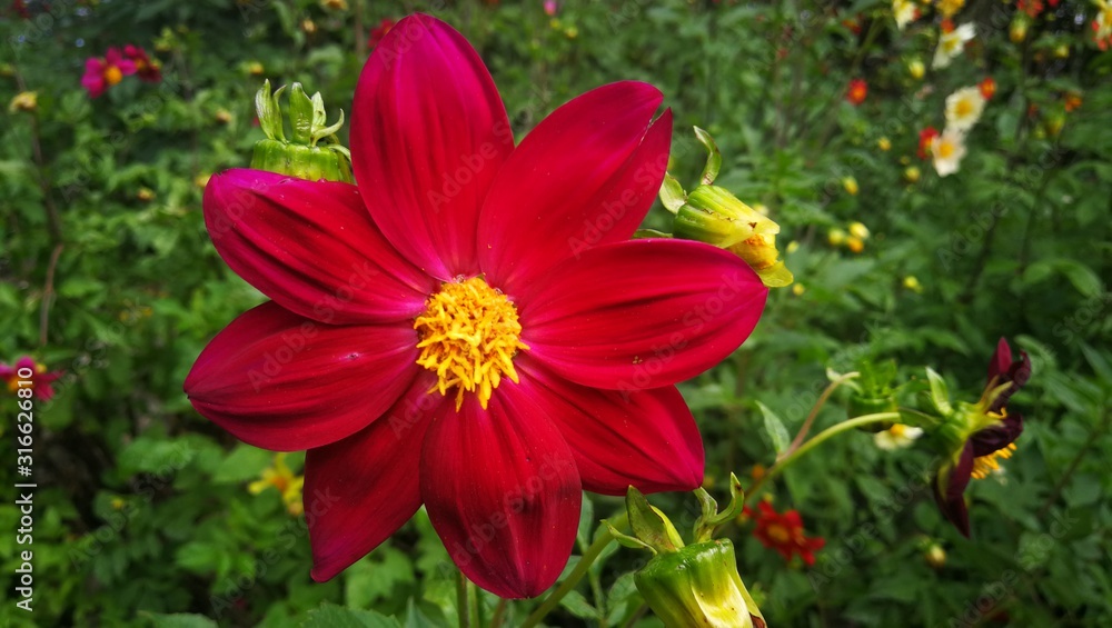 red flowers in garden red flowers in garden
