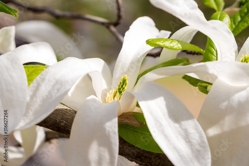 Magnolia salicifolia closeup photo