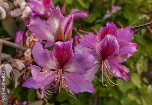 Bauhinia variegata, árbol de las orquídeas