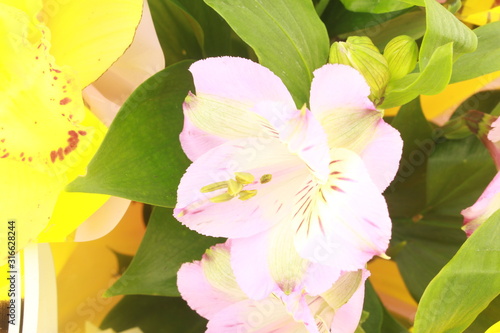 yellow flowers