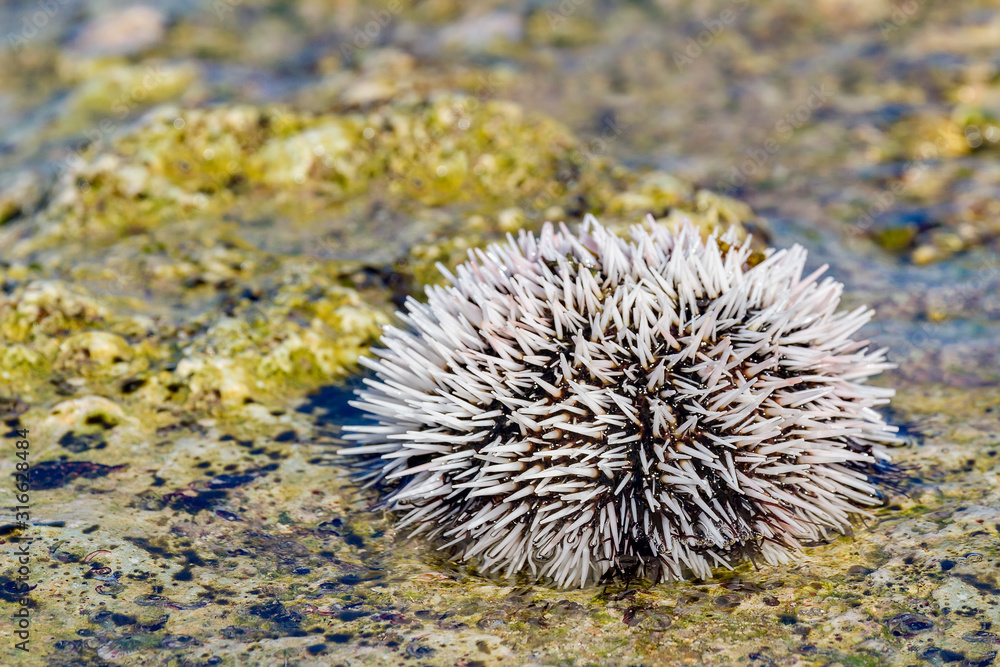 One white sea urchin on rock