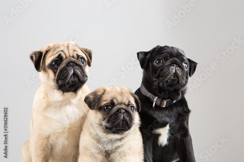 Several cute pug puppies on a light background © ratatosk