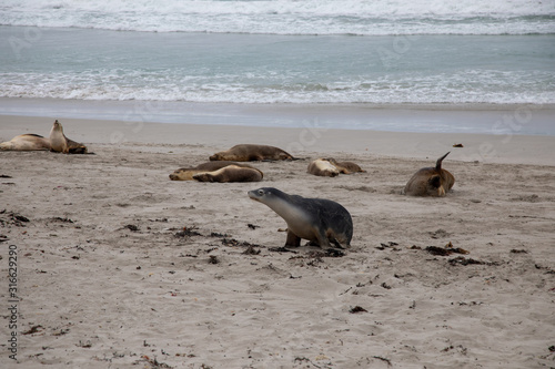 Seal colony on the sand beach