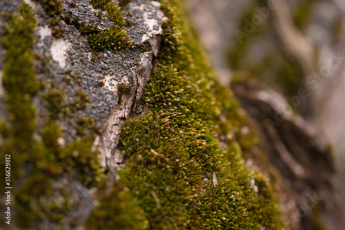 Green moss on walnut bark closeup. Stock photo of walnut tree bark and forest green moss.