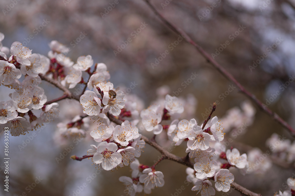 Apricot flower inflorescences on blurred background. Apricot flower inflorescences on blurred background.