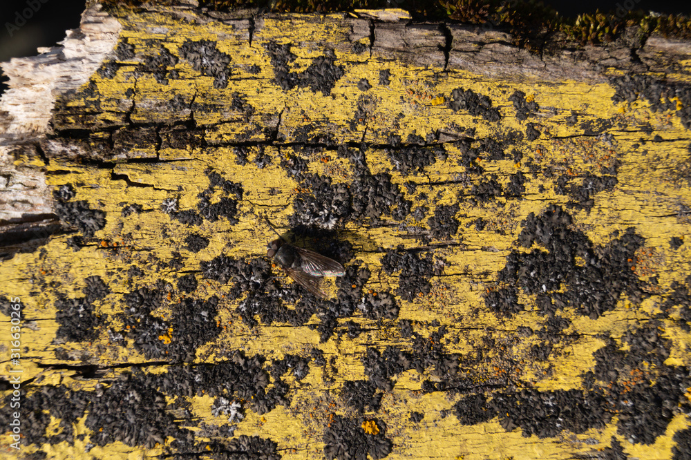 A part of old yellow wooden fence. The yellow paint on wood is old and cracked. Perfect painted wooden texture. A part of old yellow wooden fence. The yellow paint on wood is old and cracked. Perfect painted wooden texture.