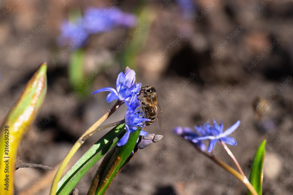 A bee on bluebell flowers in the spring garden close up. Background is blurred. A bee on bluebell flowers in the spring garden close up. Background is blurred.