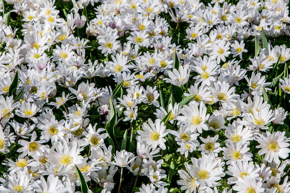 Fototapeta premium White flowers field