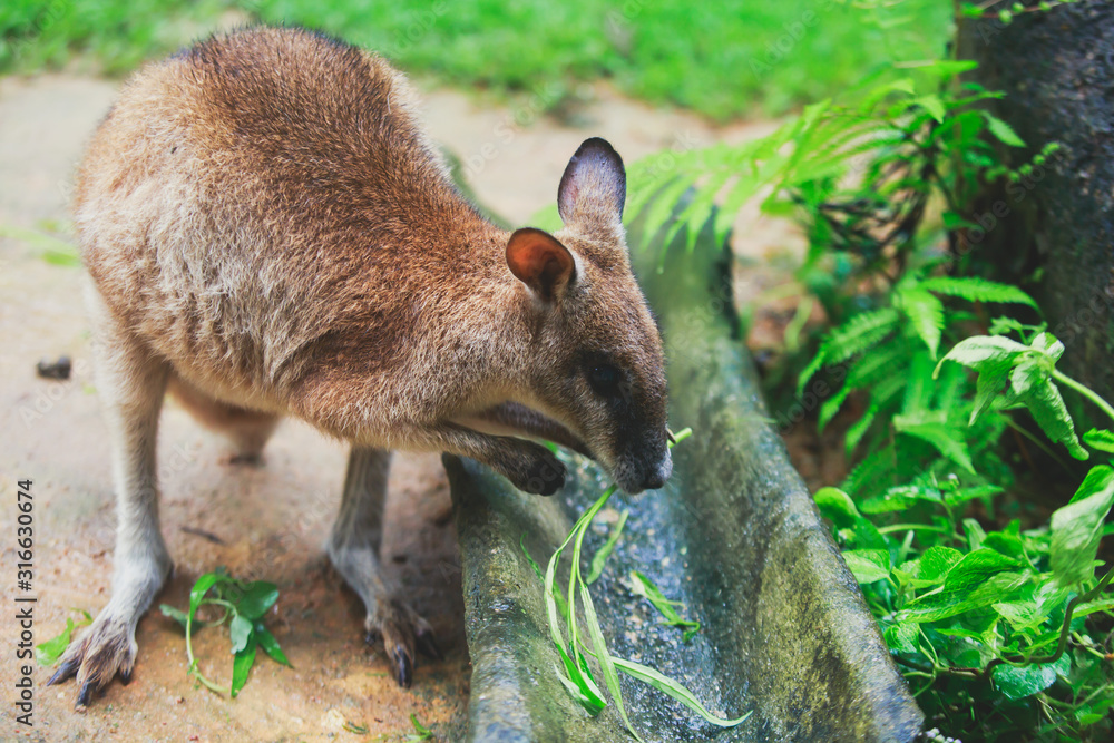 A group of grey kangaroo among the green trees ,a close-up portrait of wallaby, the kangaroo family A group of grey kangaroo among the green trees ,a close-up portrait of wallaby, the kangaroo family