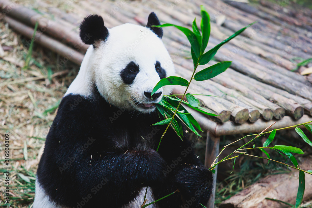 Obraz premium Image of a chinese panda bear eating bambusa looking in camera on nature background