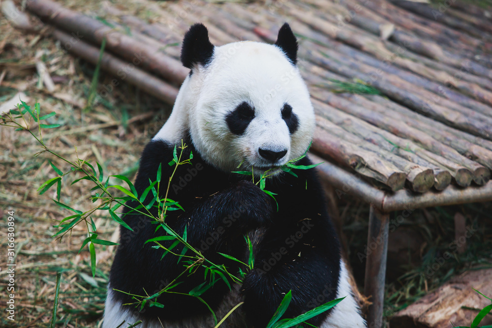 Fototapeta premium Image of a chinese panda bear eating bambusa looking in camera on nature background