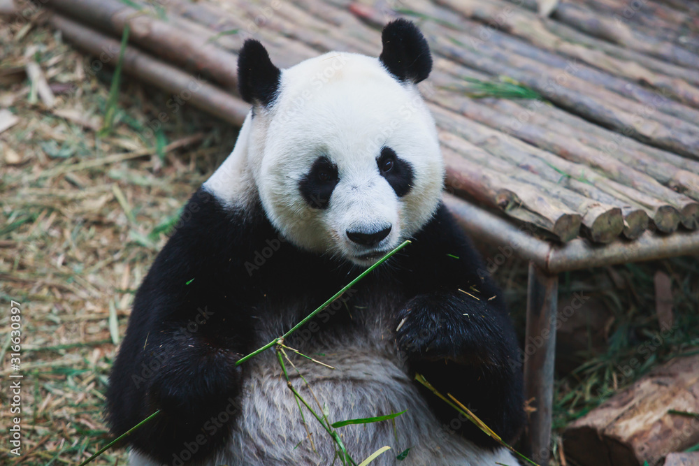 Fototapeta premium Image of a chinese panda bear eating bambusa looking in camera on nature background