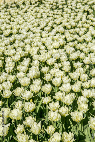 White tulip field in Keukenhof