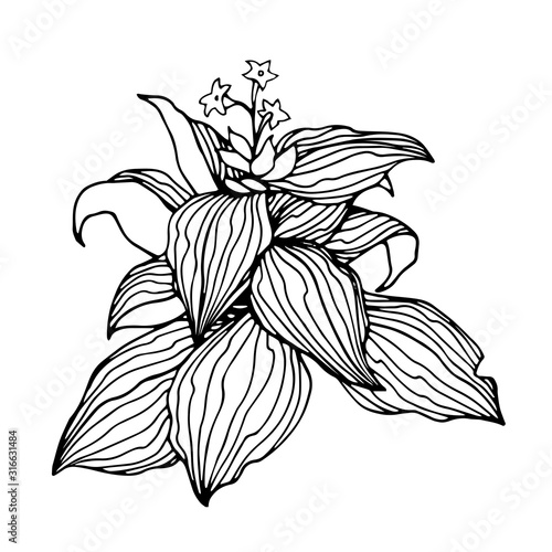 tobacco bush with flowers and leaves, agricultural plant, vector illustration with black contour lines isolated on a white background in the style of doodle and hand drawn