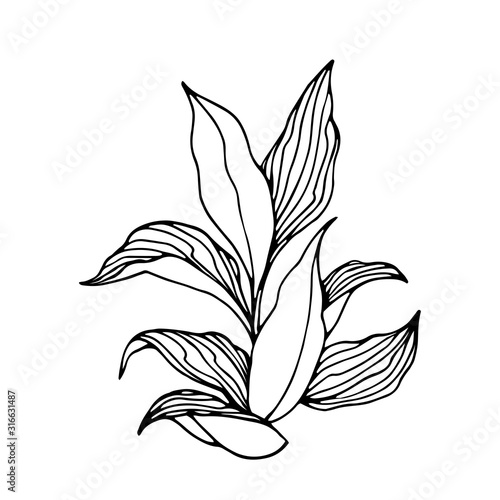 tobacco bush with leaves, agricultural plant, vector illustration with black contour lines isolated on a white background in the style of doodle and hand drawn