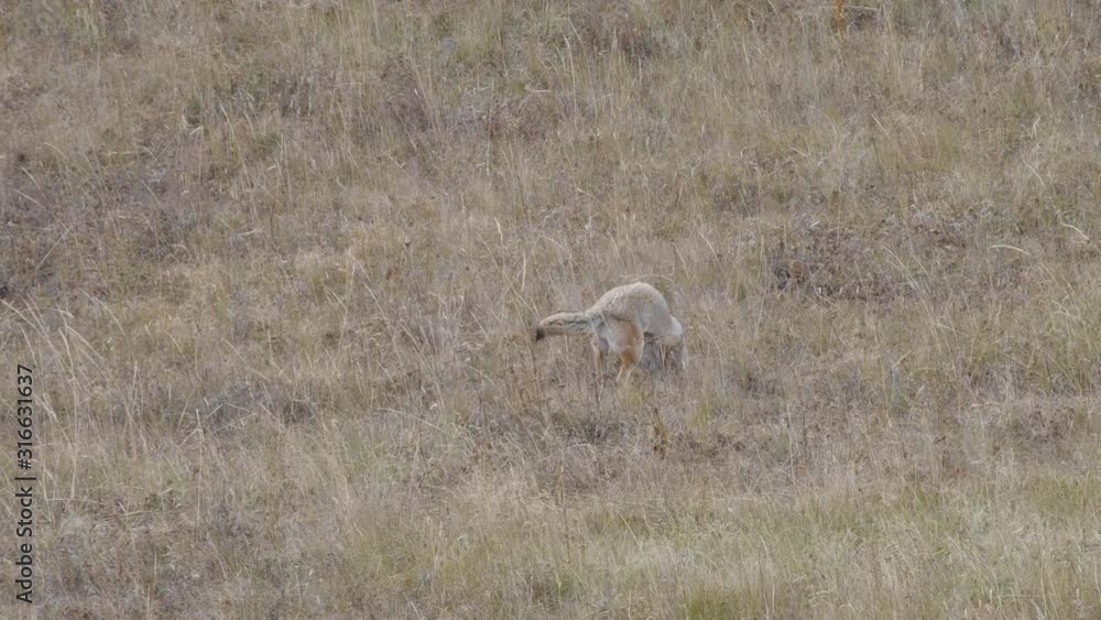 a coyote leaps and starts digging after prey at yellowstone national park in wyoming, usa a coyote leaps and starts digging after prey at yellowstone national park in wyoming, usa