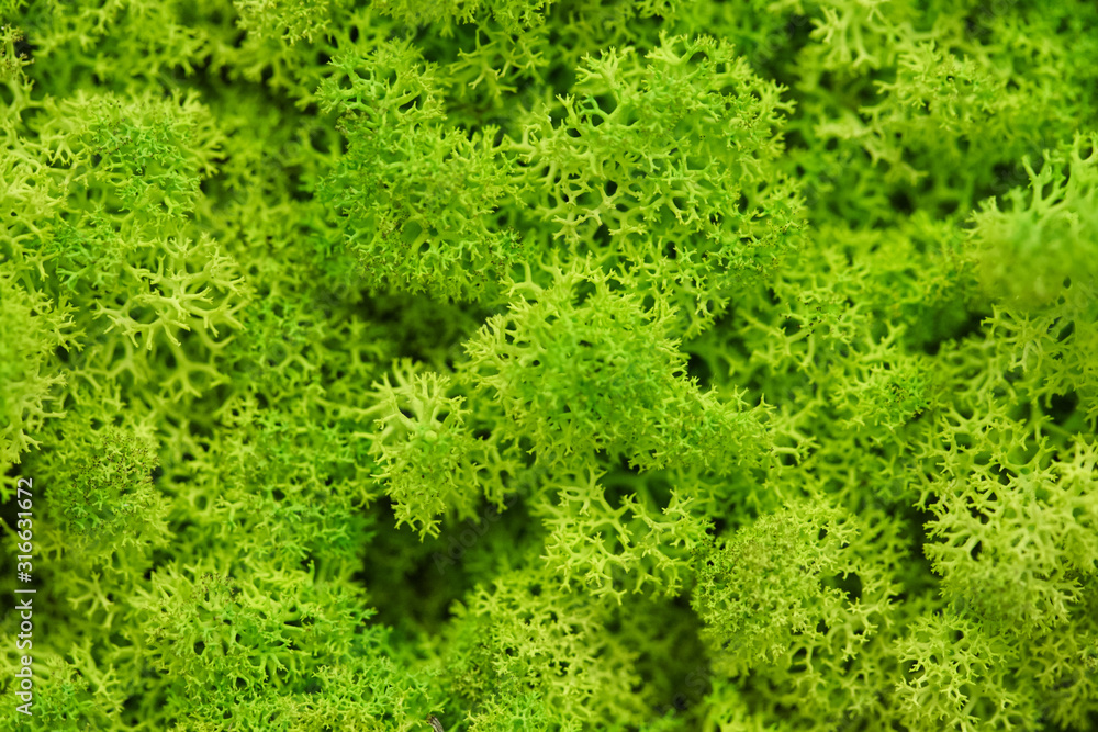 green moss pattern texture. nature surface for backdrop.