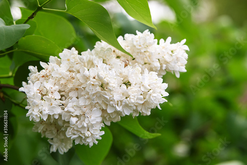 white lilac blooming flower. spring season concept.
