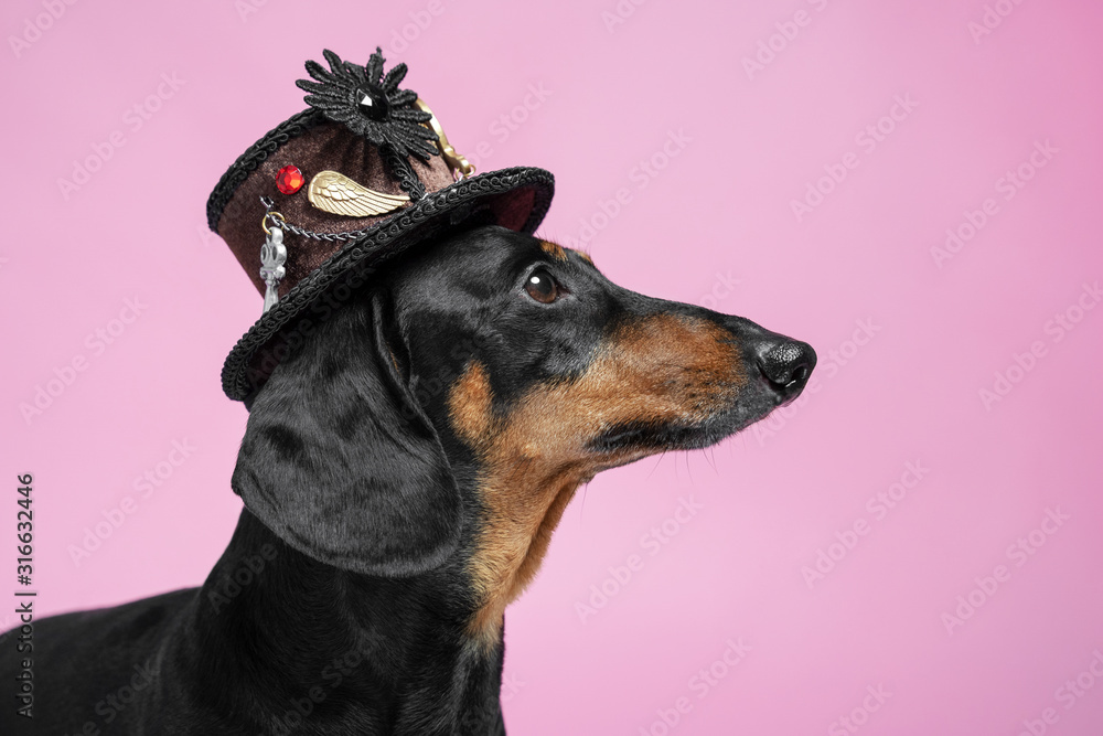 Obraz premium portrait adorable portrait of amazing dachshund black and tan in a brown steampunk hat on a pink background