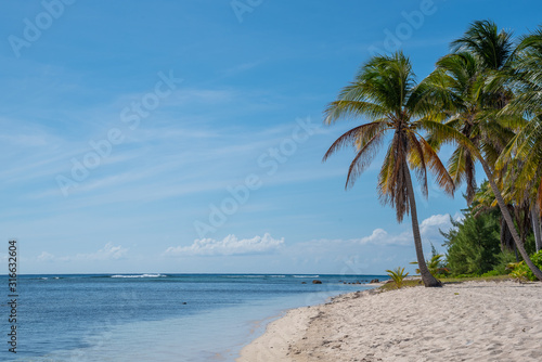 Palm trees on a tropical beach by calm ocean © Melissa