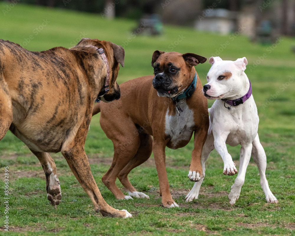 mærke navn Ernest Shackleton rookie Mixed breed Pit Bull, boxer, and large dog looks joining together for  jumping and playtime at the park. Stock-foto | Adobe Stock