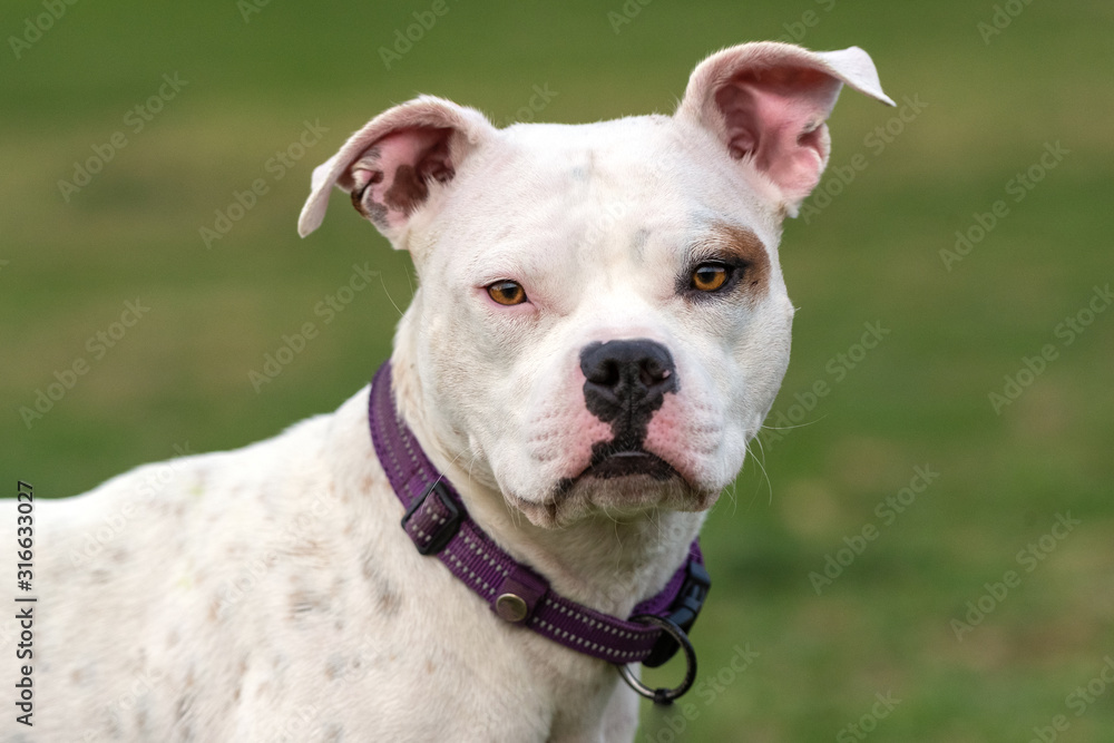 Mixed breed Pit Bull dog looking alert with ears rasised with grassy dog park in background