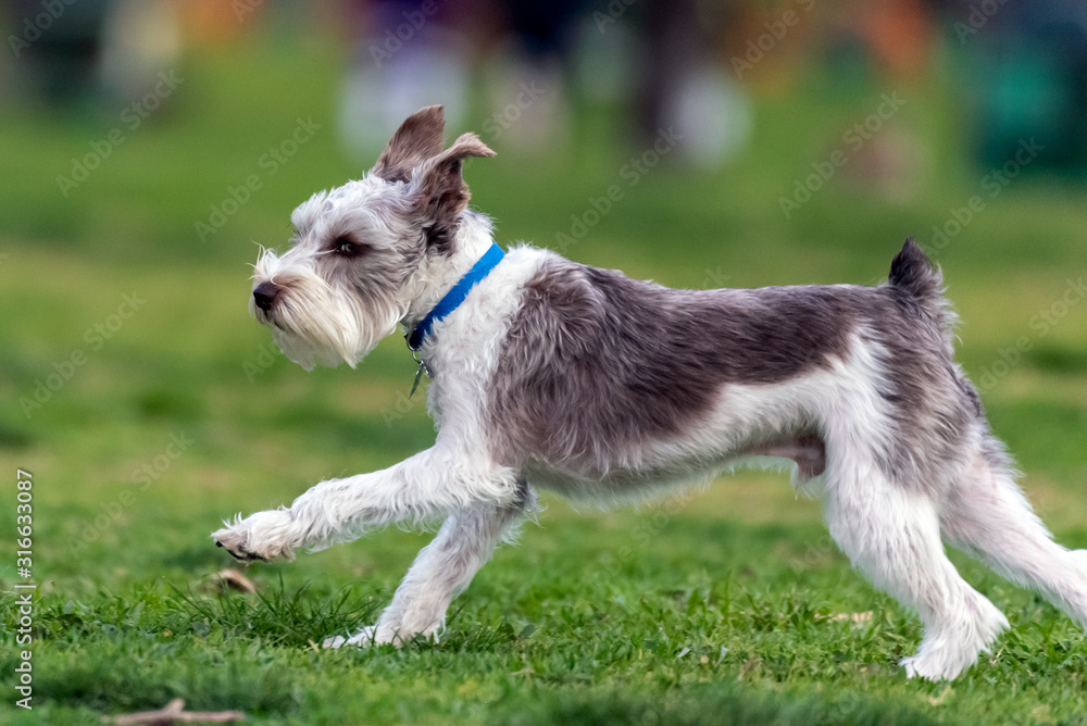 Excited Terrier dog running at full speed across the grassy park in a California winter. Excited Terrier dog running at full speed across the grassy park in a California winter.